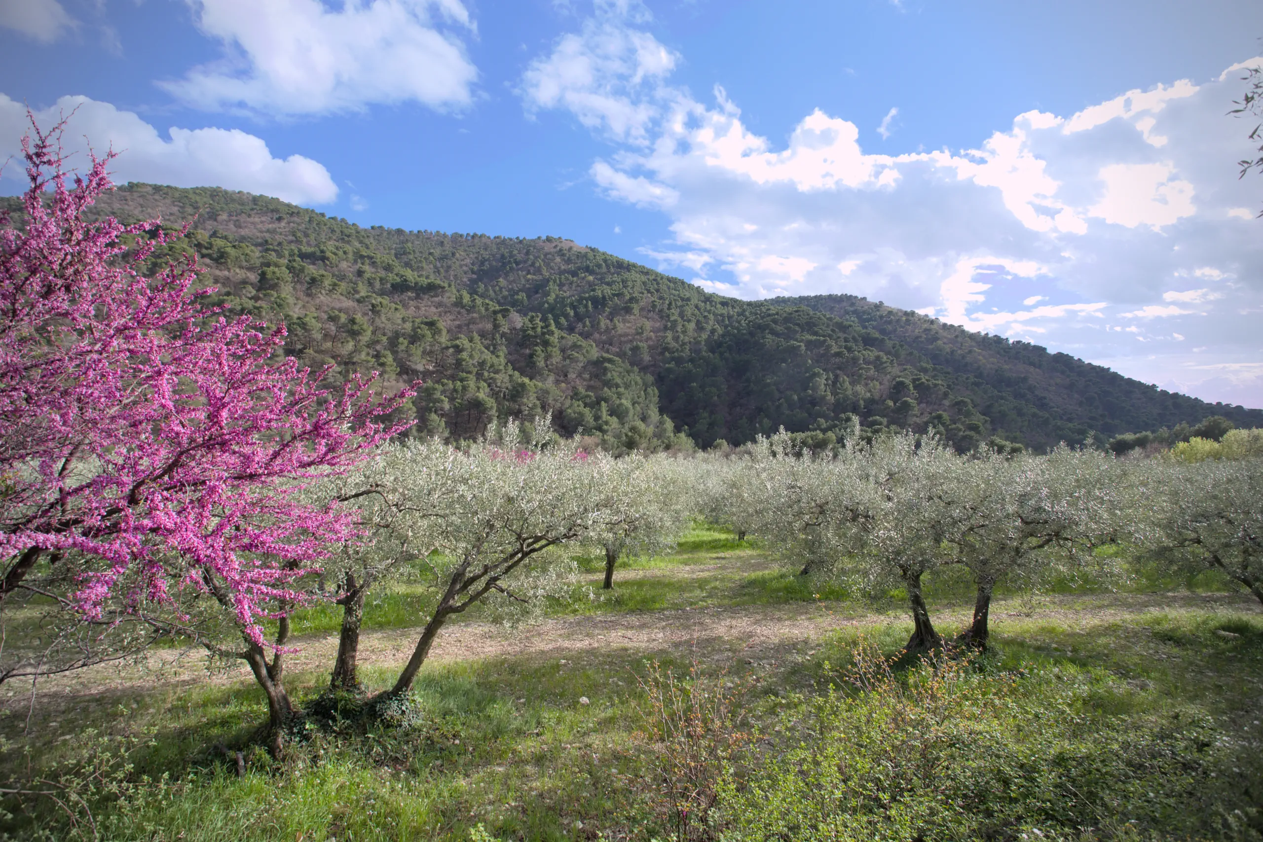 Des oliviers avec un arbre de Judée en premier plan