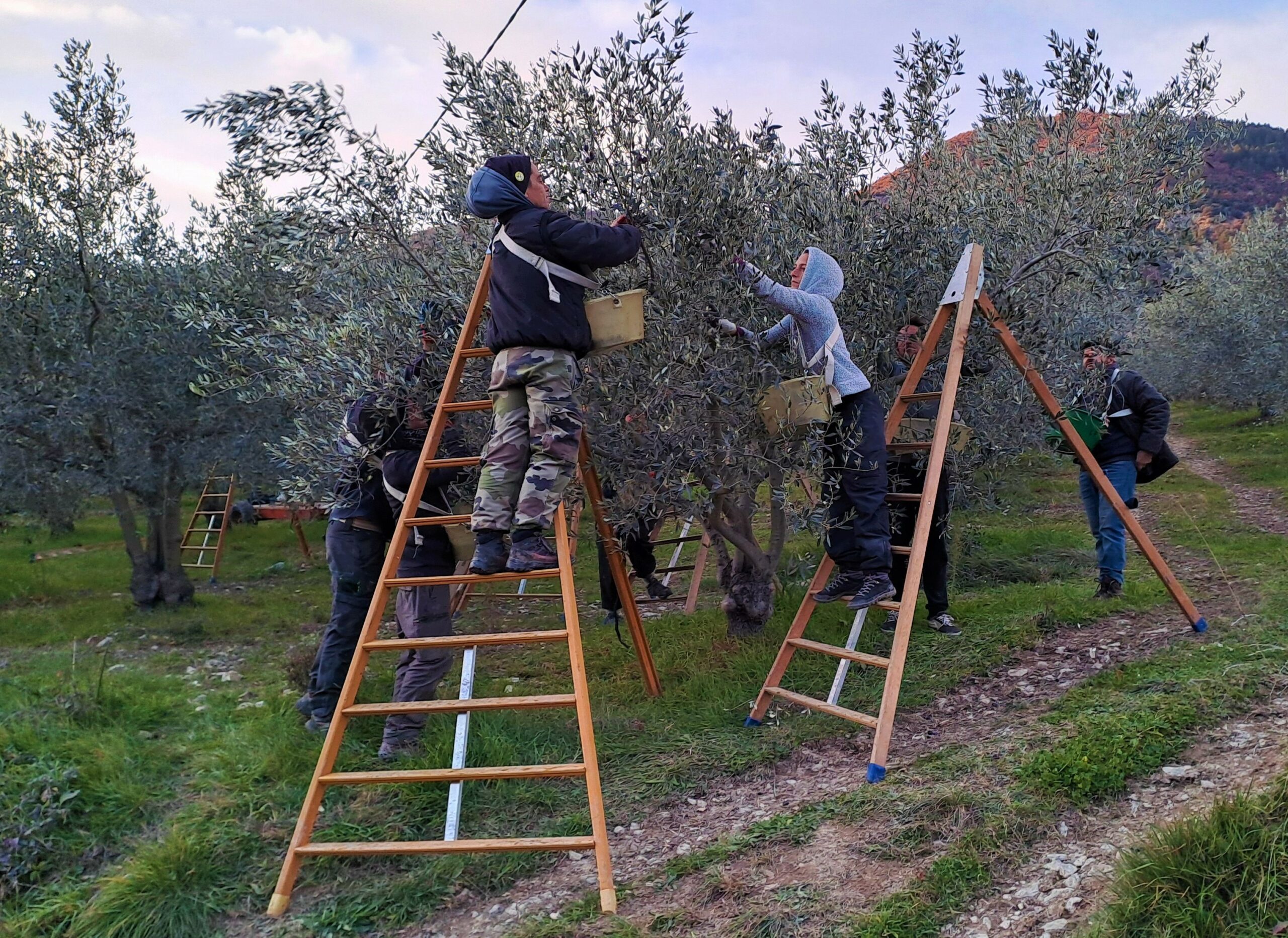 A La ferme de Callad La récolte des olives bat son plein